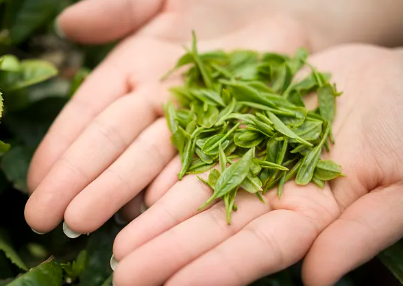 How does catechin affect the respiratory system? How does catechin affect the respiratory system?