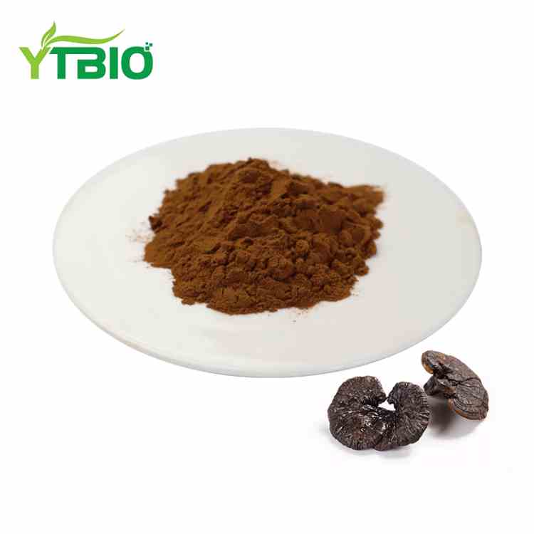 Extracto de Reishi orgánico en polvo