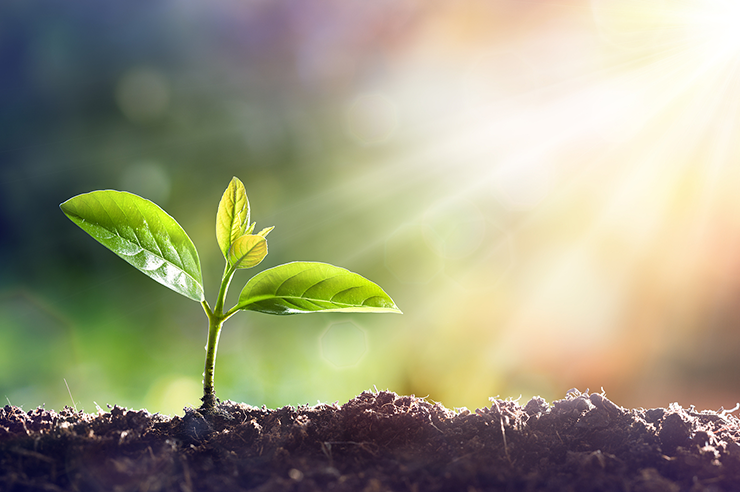 Plant Extract